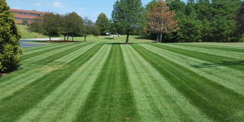 Lawn Care, Lawn Mowing, Grass Cutting, Lawn Maintenance, Lawn Care Business