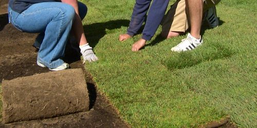 Sod Installation, Sod Installer, Sod Company, Sod Contractor