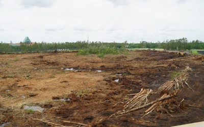 Land Clearing, Lot Clearing, Site Clearing