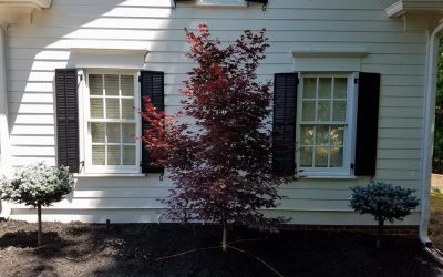 Landscaping, Flower Beds, Plants, Shrubs, Mulch, Tree