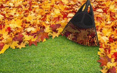 Leaf Removal, Leaf Removal service, Fall Clean Up, Spring Clean Up,