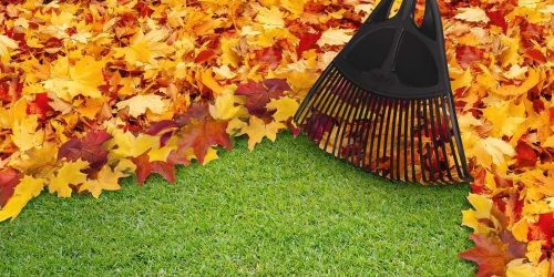 Leaf Removal, Leaf Removal service, Fall Clean Up, Spring Clean Up,