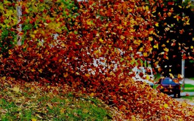 Leaf Removal, Leaf Removal service, Fall Clean Up, Spring Clean Up,