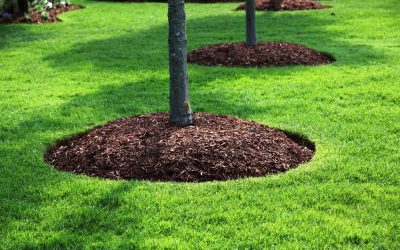 Landscaping, Flower Beds, Plants, Shrubs, Mulch, Tree Landscaping, Flower Beds, Plants, Shrubs, Mulch, Tree