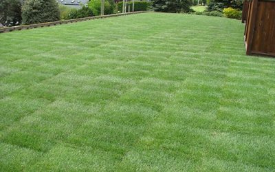 Sod Installation Free Estimates Sod Installation Free Estimates